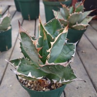 アガベ チタノタ オアハカ Agave titanota Oaxaca 14