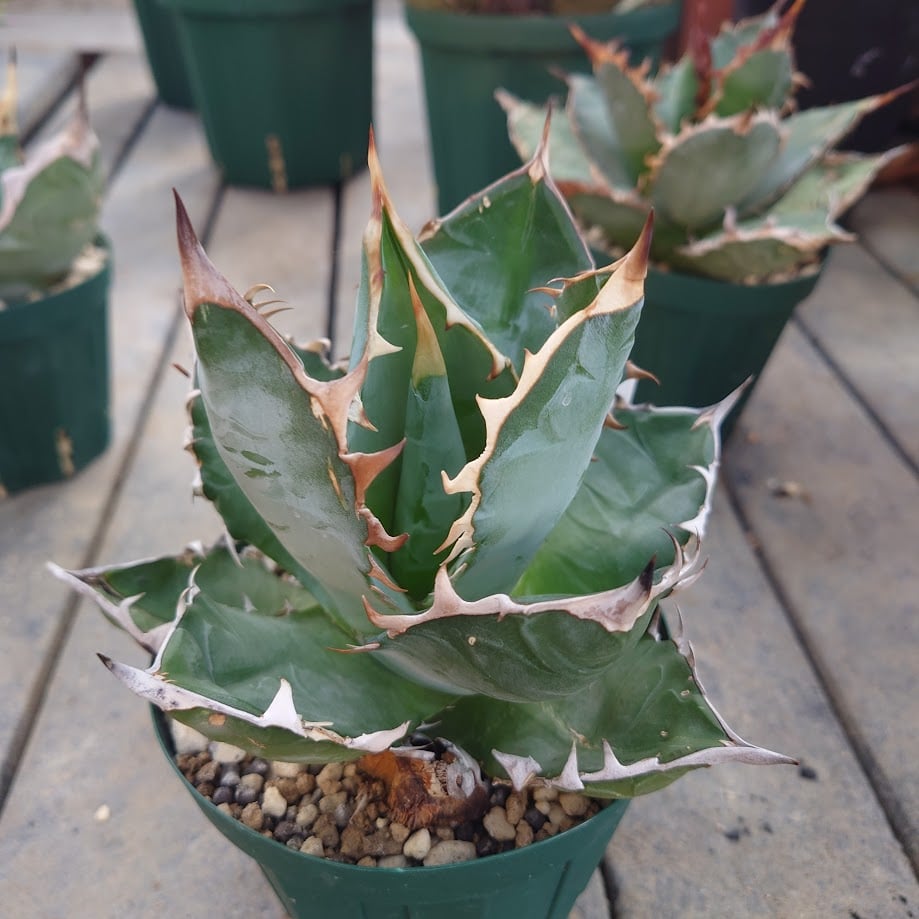 アガベ チタノタ Agave titanota ビルベイカー株 親株 #2 アガベ チタノタ オアハカ Agave titanota Oaxaca 14 | Mellow