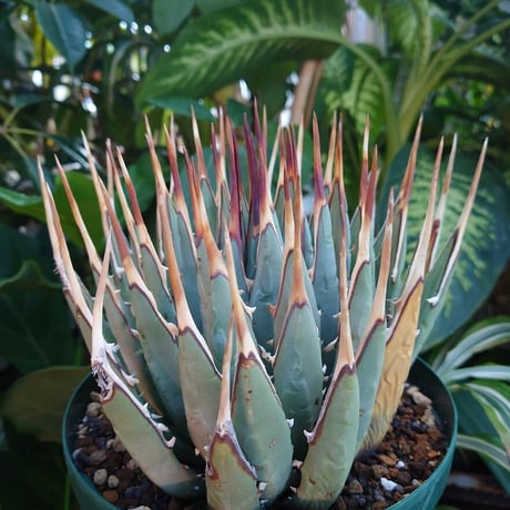 アガベ ユタエンシス ネバデンシス 8 Agave uthaensis var. nevadensis