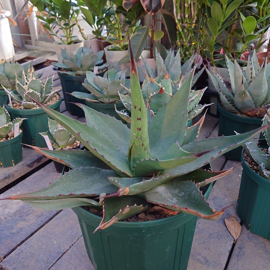 アガベ ジェントリー ジョーズ agave gentryi
