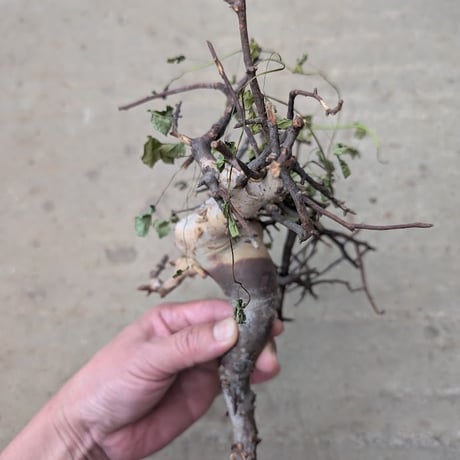 コミフォラ カタフ 3 （ピュアカタフ） Commiphora kataf