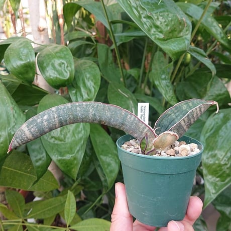 CATEGORY サンスベリア | Mellow Yard