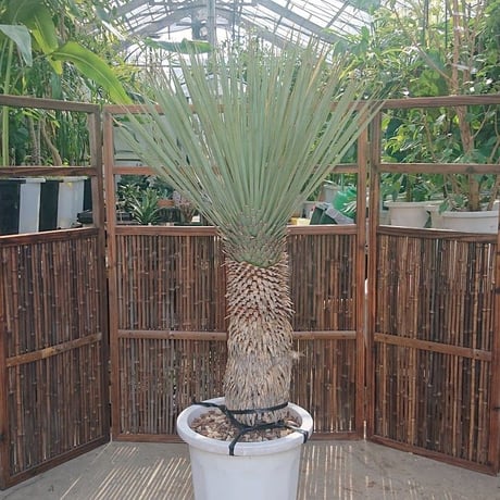 1. ユッカ ロストラータ yucca rostrata