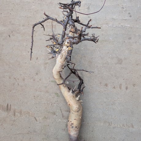 コミフォラ カタフ 7 （ピュアカタフ） Commiphora kataf