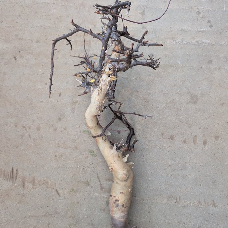 コミフォラ カタフ 7 （ピュアカタフ） Commiphora kataf | Mellow