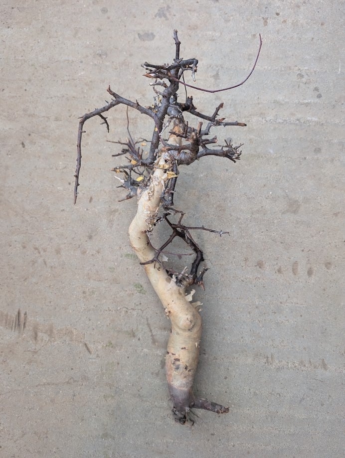 6 コミフォラ　カタフ　ピュア コミフォラ・カタフ(ピュアカタフ) | trigger