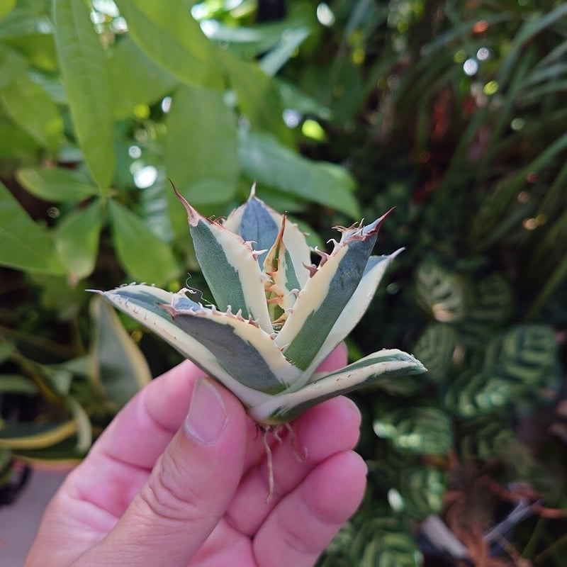 アガベ チタノタ スナグルトゥース ST11 | Mellow Yard