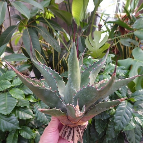 アガベ ジェントリー ジョーズ agave gentryi "Jaws" J3 【訳あり】