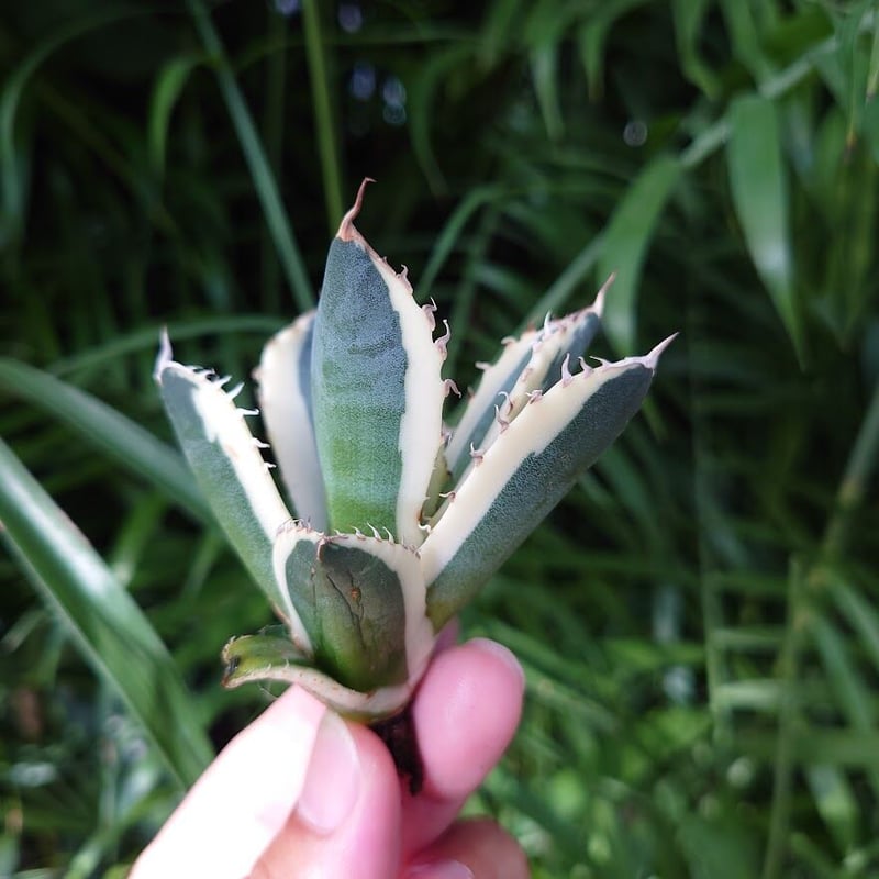 アガベ チタノタ スナグルトゥース ST8 | Mellow Yard