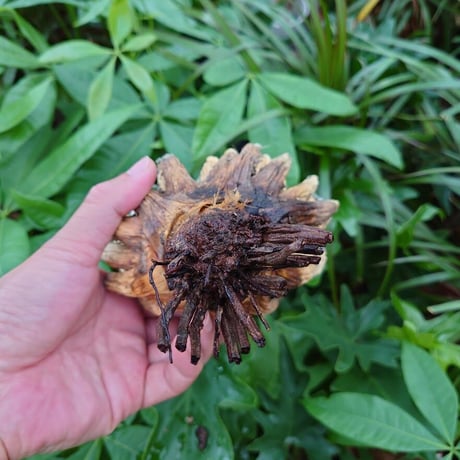 アガベ ユタエンシス ネバデンシス YN29 Agave uthaensis var. nevadensis