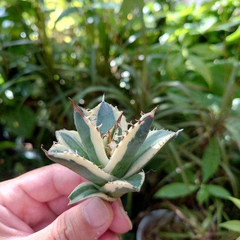 アガベ 　オテロイ　スナグルトゥース　ハーフムーン ROUKA | アガベ オテロイ ' スナグルトゥース ' Agave oteroi