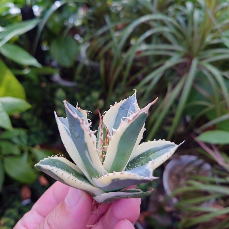 アガベ チタノタ スナグルトゥース ST17 | Mellow Yard