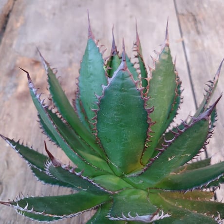 アガベ ホリダ agave horrida 1 【大株・美株】