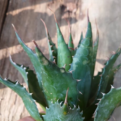 アガベ モンタナ Agave Montana 2