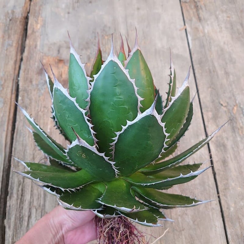 アガベ ホリダ agave horrida 4 【大株・美株】 | Mellow Yard アガベ ホリダ agave horrida 4 【大株・美株】 | Mellow Yard