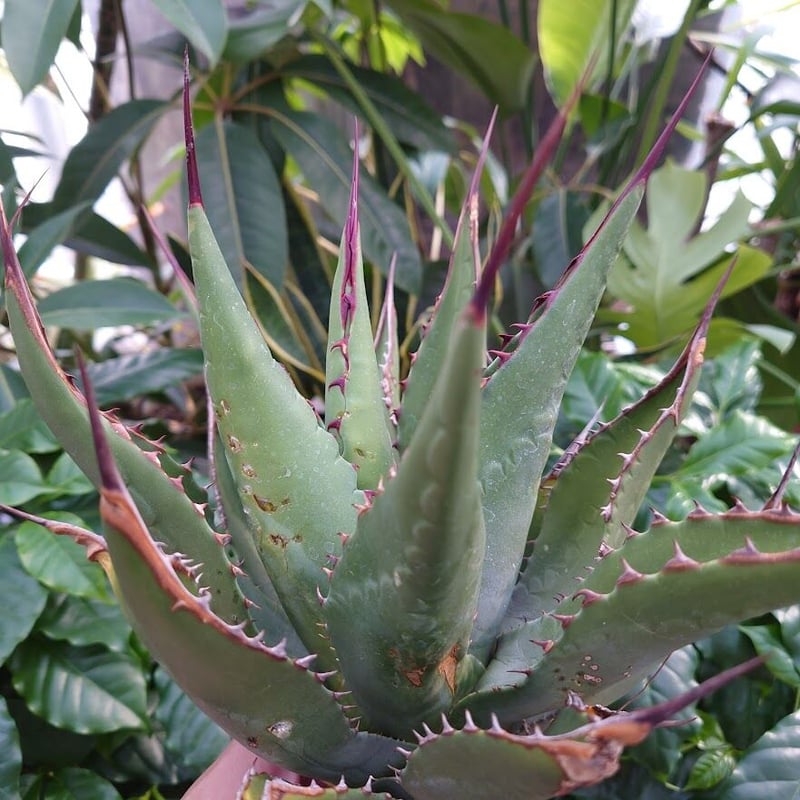 アガベ ジェントリー ジョーズ agave gentryi 
