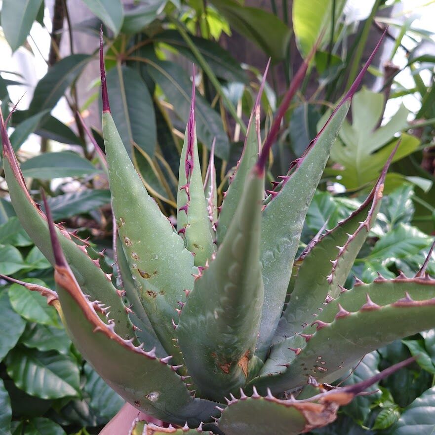 アガベ　ジェントリージョーズ　jaws アガベ ジェントリー ジョーズ agave gentryi 