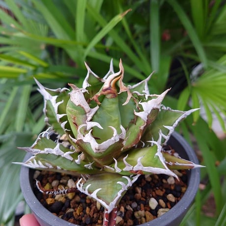 Hybrid Yucca マルデヌベス 入荷しました‼️ 赤テープがverロスト 緑