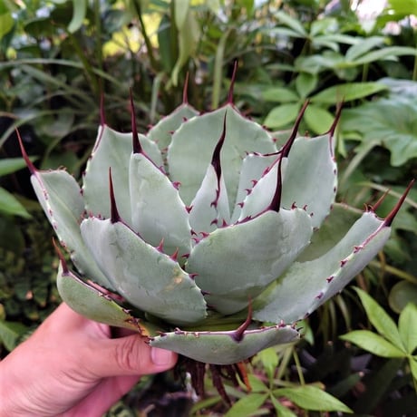 アガベ パリー トランカータ agave parryi truncata P3