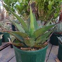 アガベ ジェントリー ジョーズ agave gentryi  "Jaws" J4