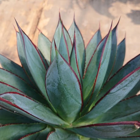 no.3 アガベ ブルーグロウ agave blue grow 【発根済】