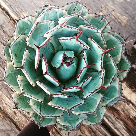アガベ ポタトルム 吉祥冠錦 agave potatorum ‘Kissho Kan’ variegata 【発根済】