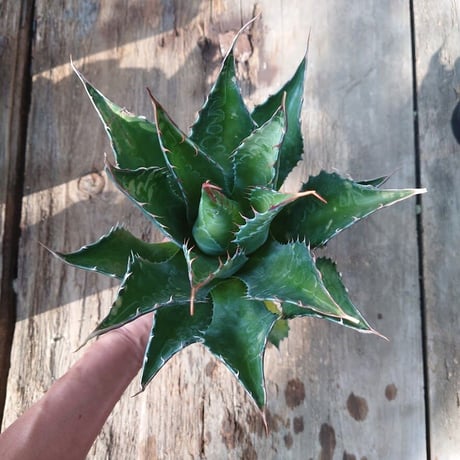アガベ モンタナ Agave Montana 2