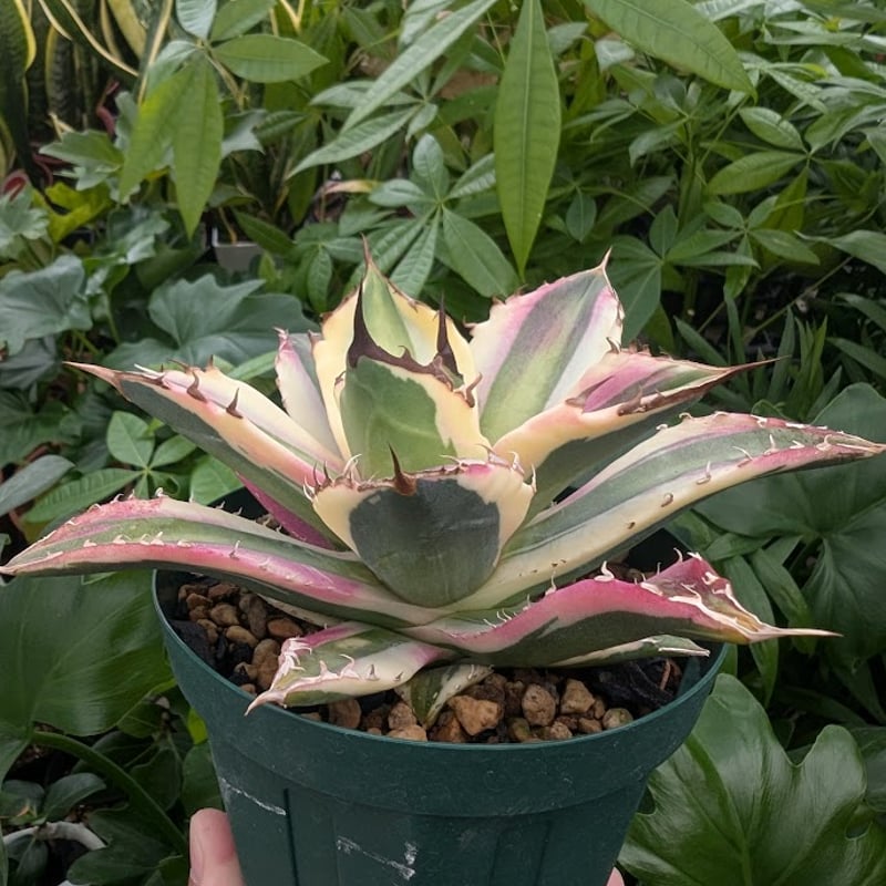 アガベ チタノタ スナグルトゥース ST17 | Mellow Yard