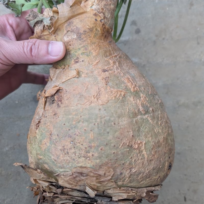 キフォステンマ マクロプス 2 Cyphostemma uter macropus 【発根済】