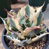 centro アガベ チタノタ ライオンズメーン ライオンズメイン ライオンズメーン ライオンズメイン アガベ チタノタ Agave