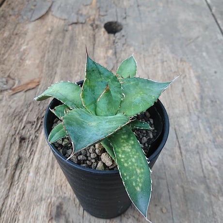 no.2 アガベ チタノタ Agave titanota 【送料全国一律500円】