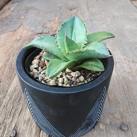 no.1 アガベ チタノタ Agave titanota 【送料全国一律500円】