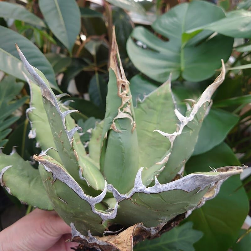 アガベ チタノタ オアハカ Agave titanota Oaxaca 8 【訳あり】 | M