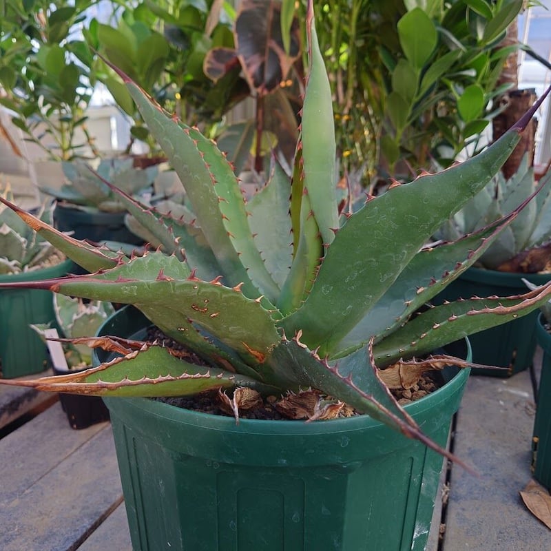 アガベ　ジェントリージョーンズ アガベジェントリージョーズ | カトーエンゲー