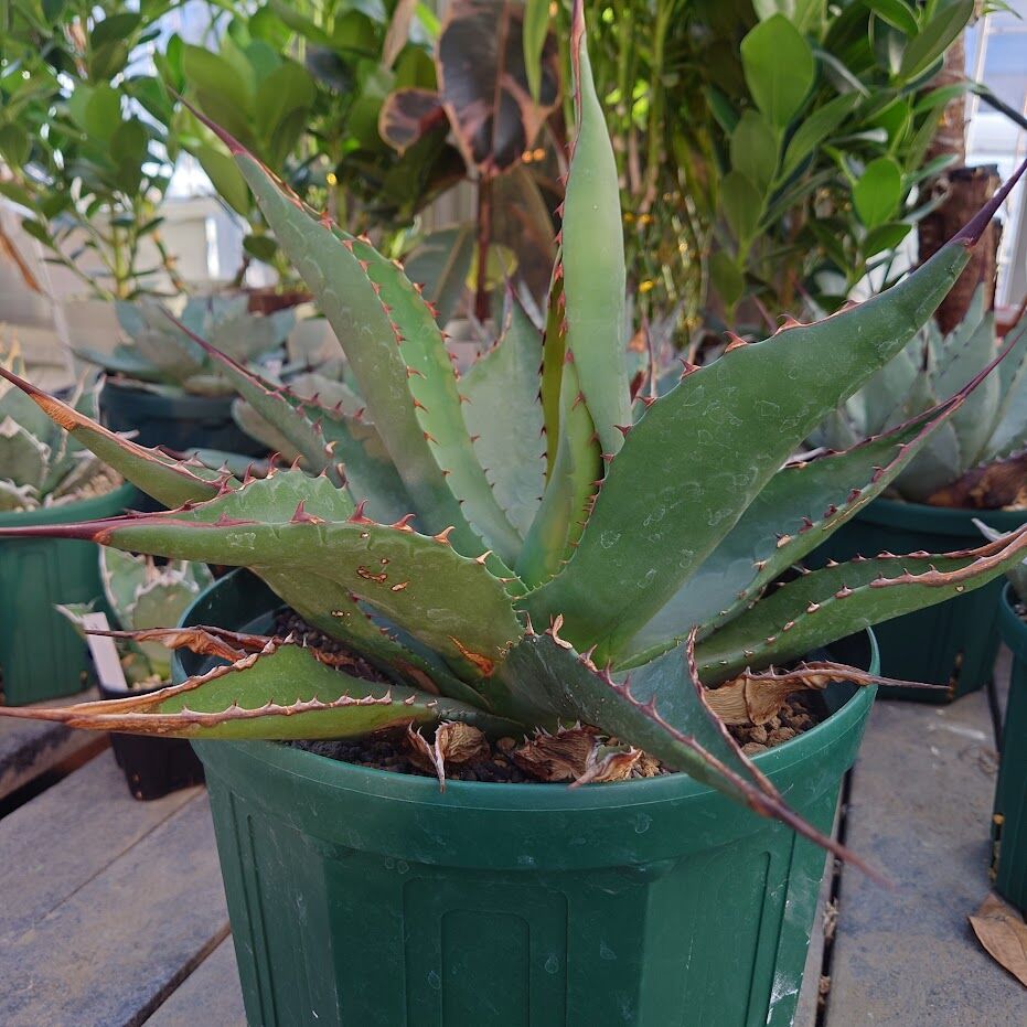 2月入荷 アガベ ジェントリー ジョーズ Jaws 種子15粒1006 アガベ