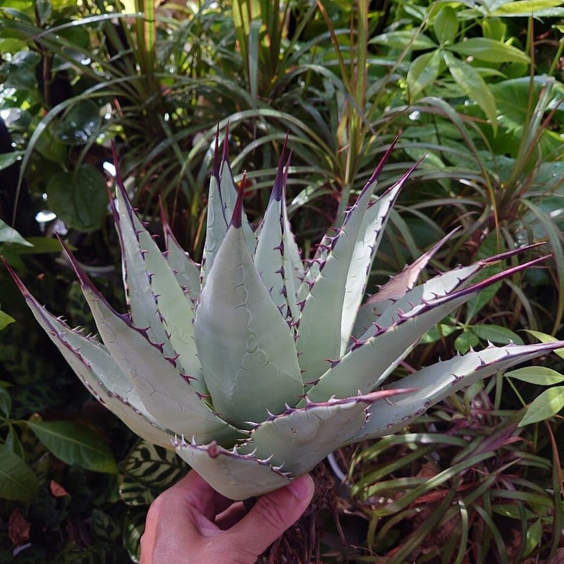 アガベ パリー ネオメキシカーナ agave prryi ssp.neomexicana 2