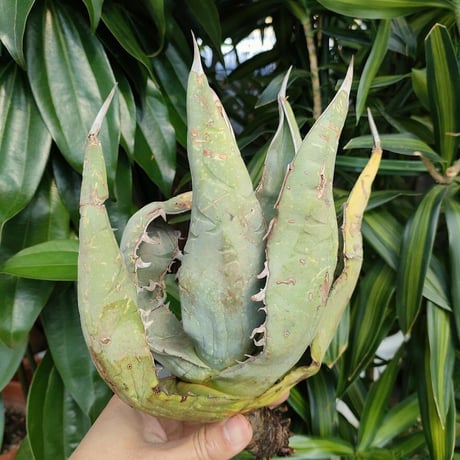 アガベ チタノタ オアハカ Agave titanota Oaxaca 7
