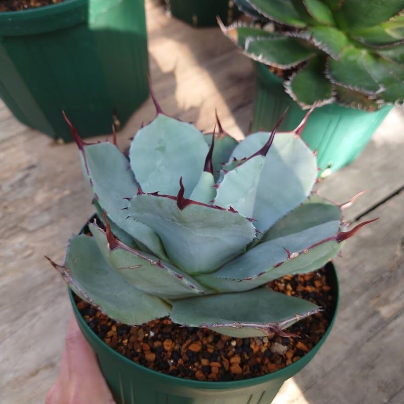 アガベ パリー トランカータ agave parryi truncata 1 | Mellow