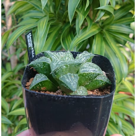 多肉植物 ハオルチア 雪景色