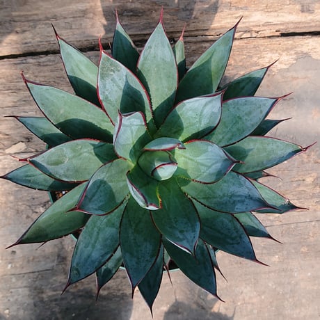 no.3 アガベ ブルーグロウ agave blue grow 【発根済】