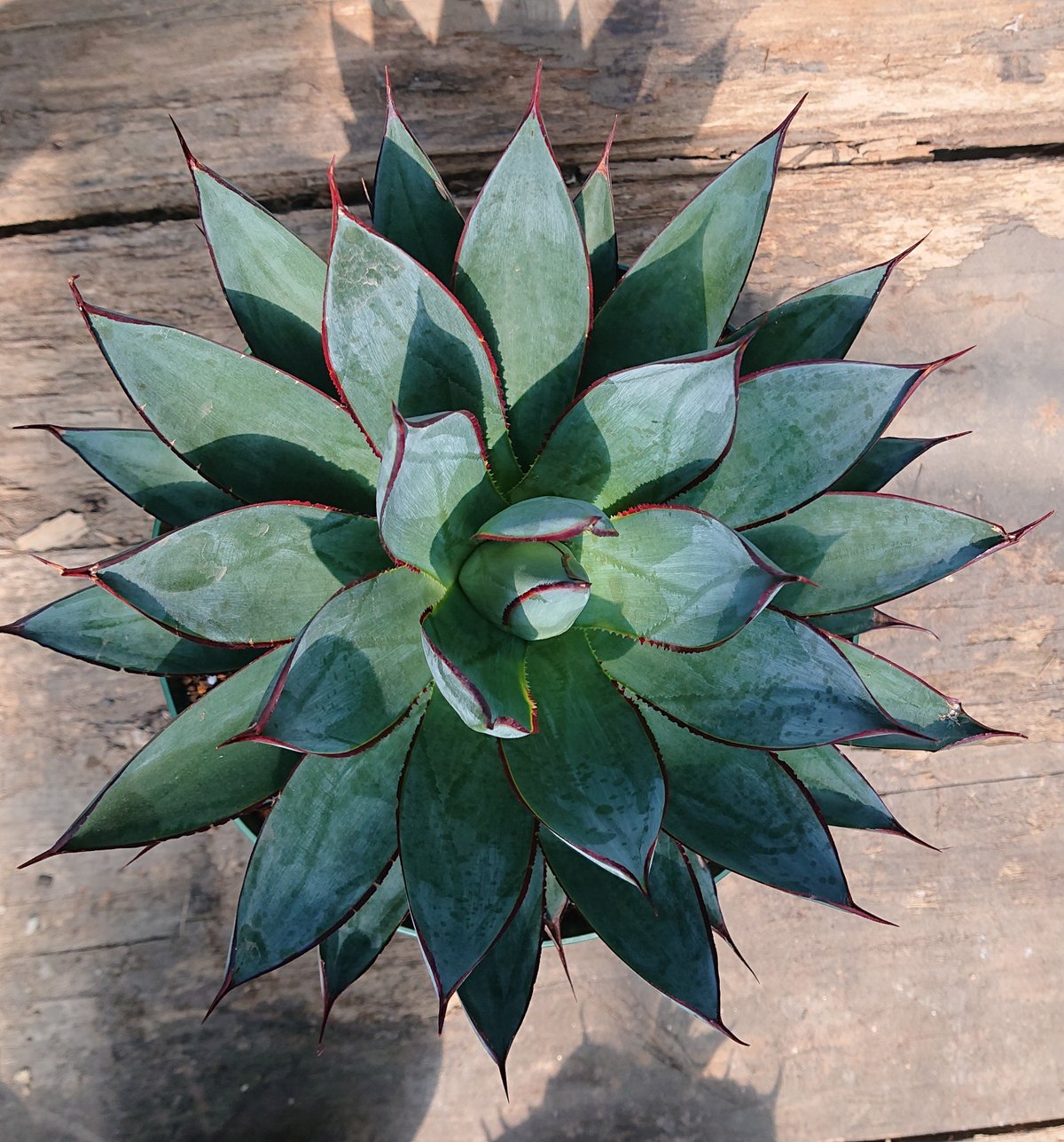 fit=scale-down,w=1200