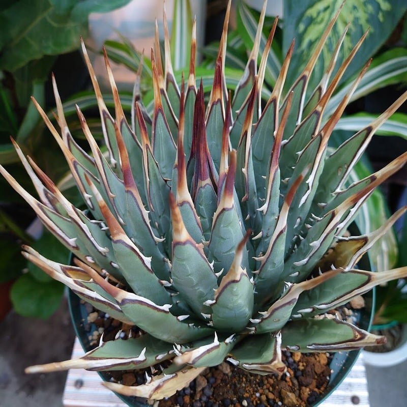 アガベ ユタエンシス ネバデンシス 8 Agave uthaensis var. nevade...