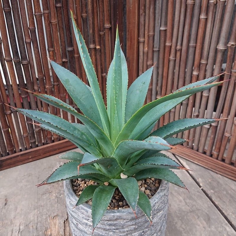 アガベ グリーングロー Green Glow 地植え アガベ グリーングロー