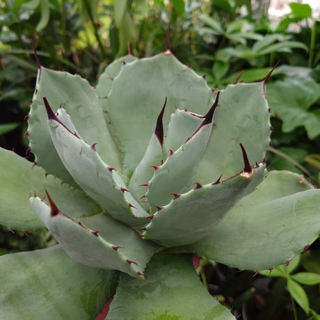 アガベ パリー トランカータ agave parryi truncata P5