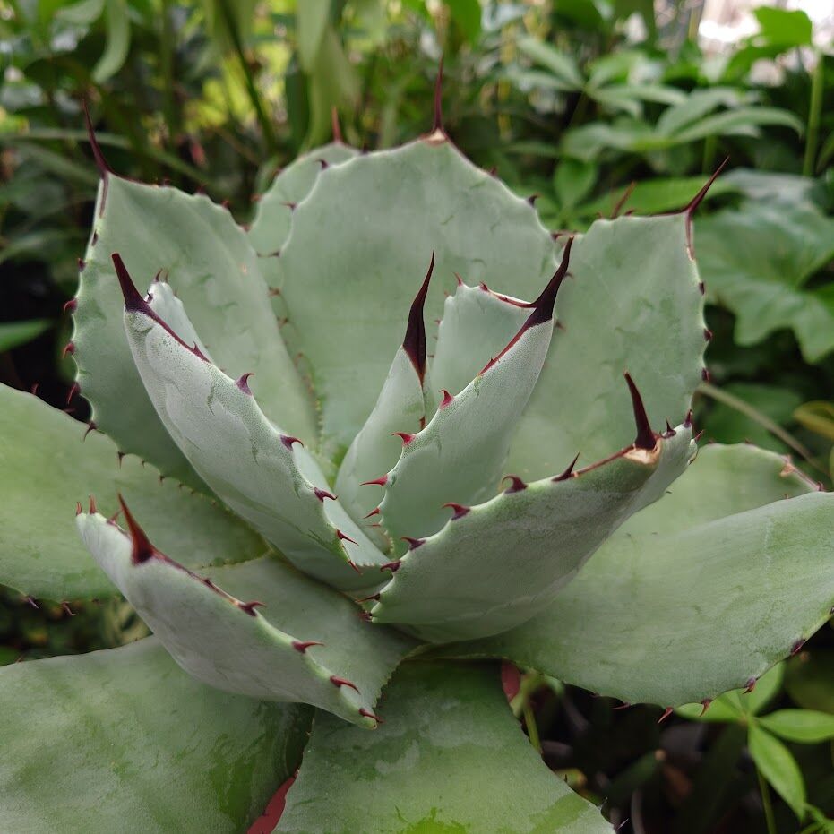 アガベ　トランカータ アガベ パリー トランカータ agave parryi truncata P5 | Mello