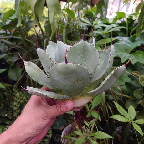 アガベ パリー トランカータ agave parryi truncata P4