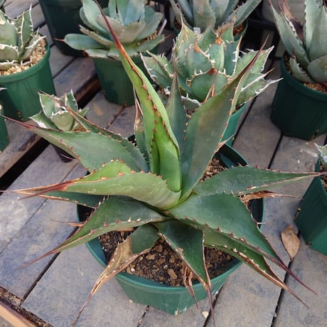アガベ ジェントリー ジョーズ agave gentryi "Jaws" J1 【訳あり】