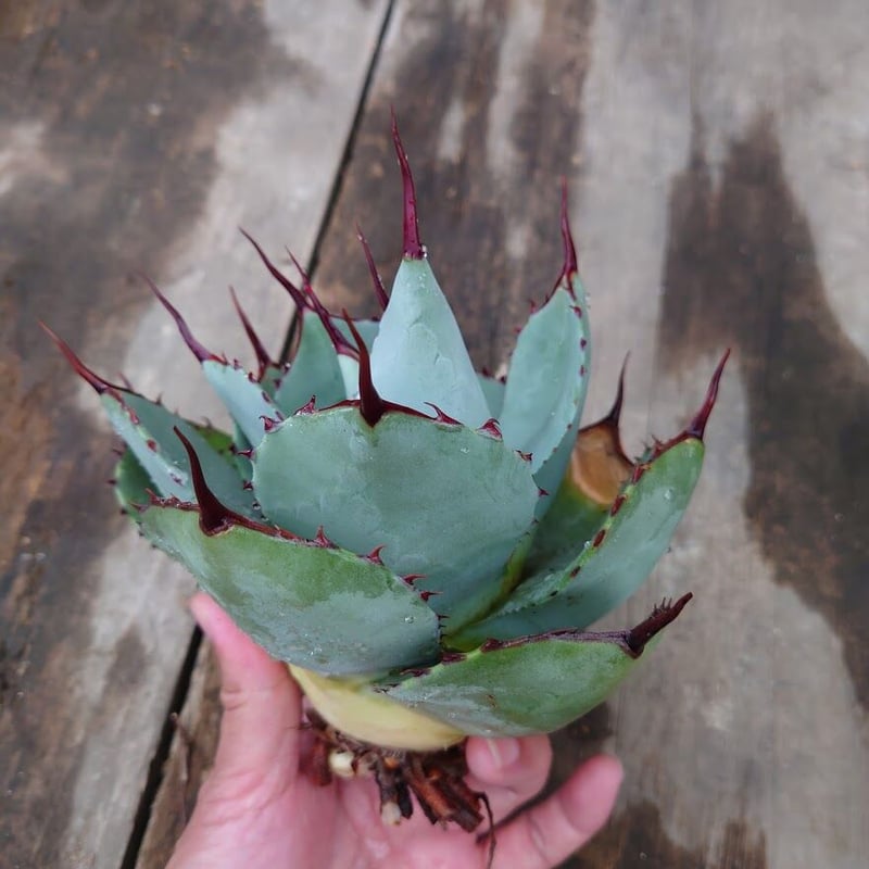 アガベ パリー トランカータ ラスト1株 agave parryi truncata 2