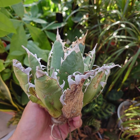 アガベ チタノタ オアハカ Agave titanota Oaxaca 17