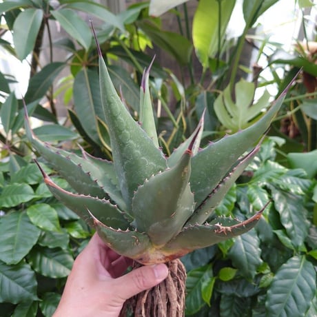 アガベ ジェントリー ジョーズ agave gentryi "Jaws" J2 【訳あり】